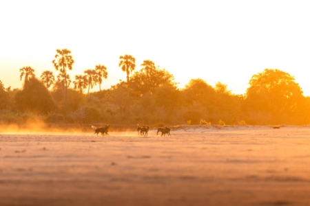 South Luangwa National Park Wildlife