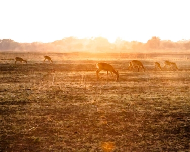 South Luangwa National Park Wildlife